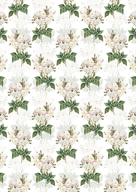 Noisette Roses Pattern