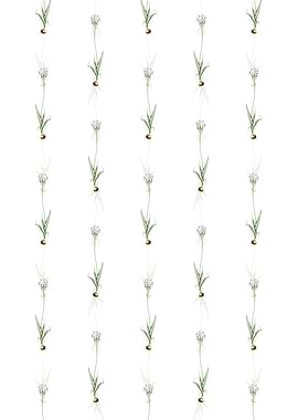 Chincherinchee Pattern