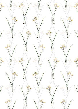 Ixia Longiflora Pattern