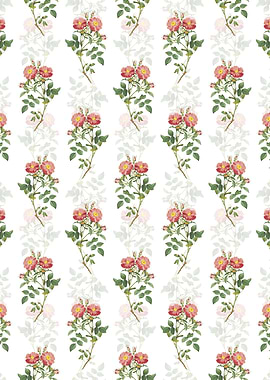 Elizabeths Sweetbriar Rose