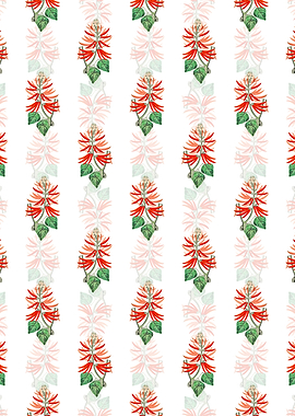 Naked Flowering Erythrina