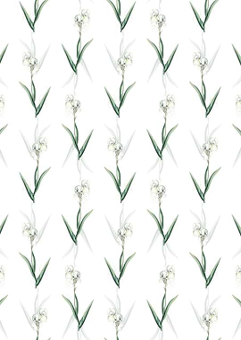 Tall Bearded Iris Pattern