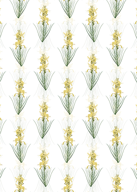 Yellow Asphodel Pattern