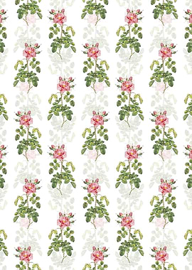 Four Seasons Rose in Bloom