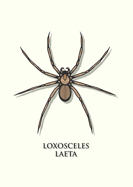 Chilean Recluse Spider