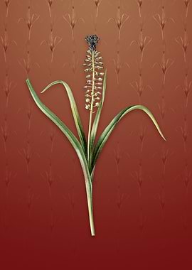 Vintage Grape Hyacinth