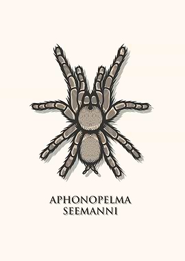 Costarican Zebra Tarantula