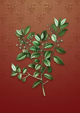 Vintage Evergreen Oak