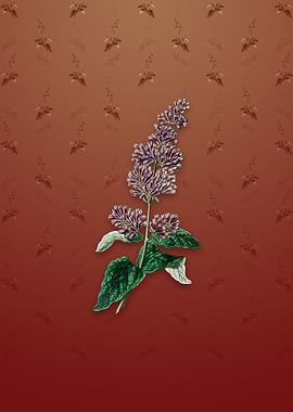 Lady Josikas Lilac Flower