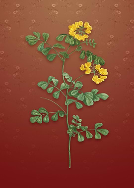 Scorpion Vetch Plant