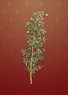 Vintage Kraal Honey Thorn