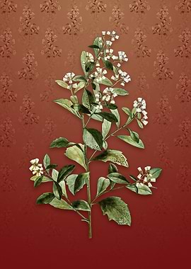 Vintage Eastern Baccharis