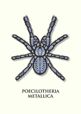 Gooty Sapphire Tarantula