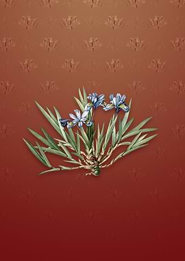 Vintage Dwarf Crested Iris