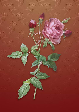 Vintage Provence Rose