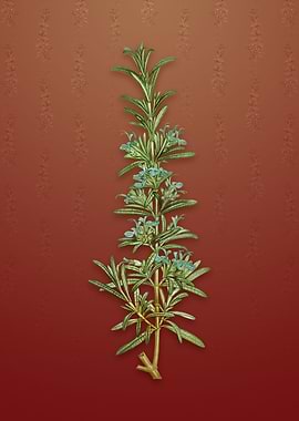 Rosemary on Falu Red