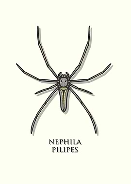 Large Woodland Spider