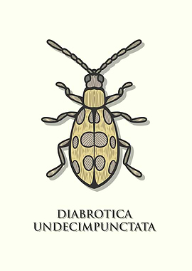 Spotted Cucumber Beetle