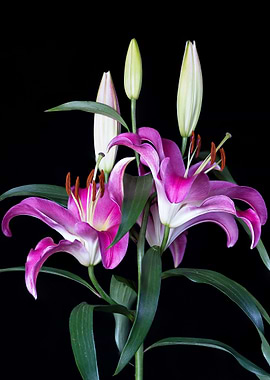 Pink lilium
