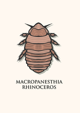 Giant Burrowing Cockroach