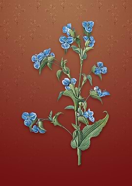 Vintage Commelina Tuberosa