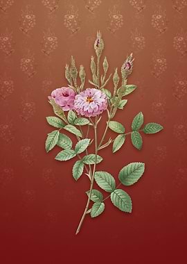 Vintage Mossy Pompon Rose