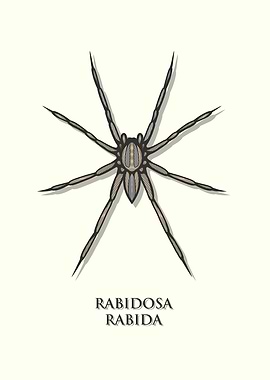 Rabid Wolf Spider