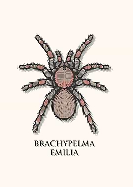 Red Legged Tarantula