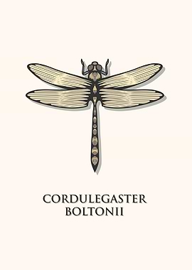 Golden Ringed Dragonfly