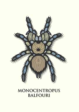 Socotra Island Blue Baboon