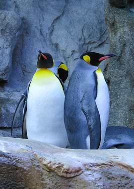 Penguins On A Rock