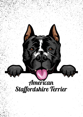 American staffordshire