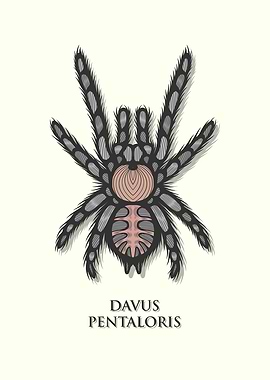 Guatemalan Tiger Rump