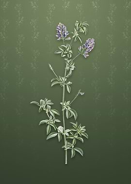 Spanish Clover Bloom