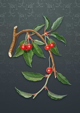 Cherry on Slate Gray