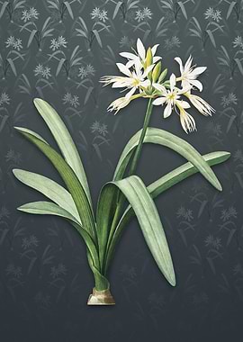 Pancratium Illyricum