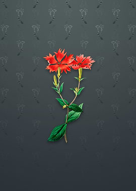 Bunges Lychnis Flower