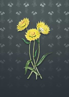Vintage Helichrysum Flower