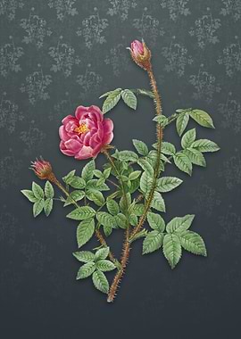 Moss Rose on Slate Gray