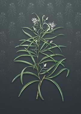 Narrow Leaf Spider Flower