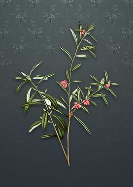 Vintage Bog Rosemary Bush