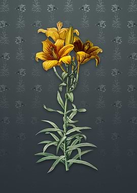 Fire Lily on Slate Gray