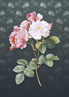 Vintage Pink Damask Rose
