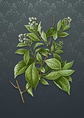 American Bittersweet