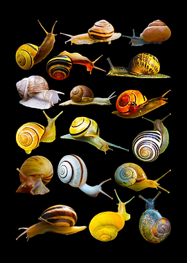 Snail Collection