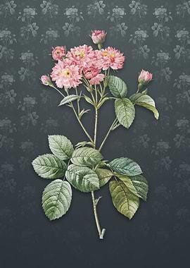 Vintage Pink Rosebush