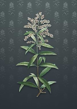 Vintage Lemon Verbena