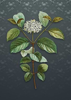 Vintage Common Dogwood