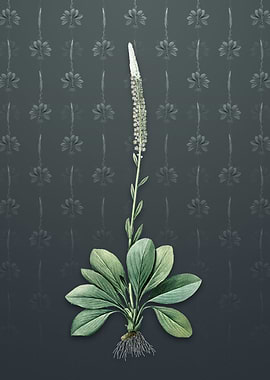 Vintage Blazing Star