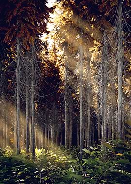Light Rays in Forrest
